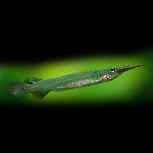Dermogenys pusillus - Hechtköpfiger Halbschnäbler L